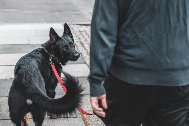 Dog with owner